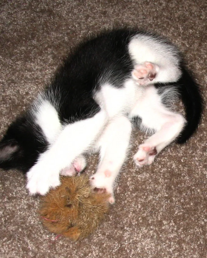 Kitten playing on its back