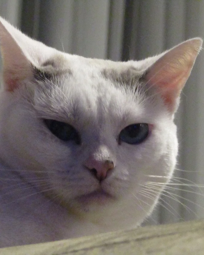 White cat looking at the camera